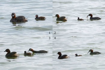 カイツブリ 伊佐沼 撮影日未設定