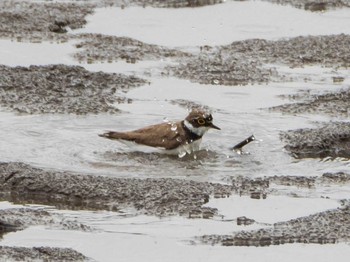 Little Ringed Plover 千住桜木自然地 (東京都足立区) Sun, 7/5/2020