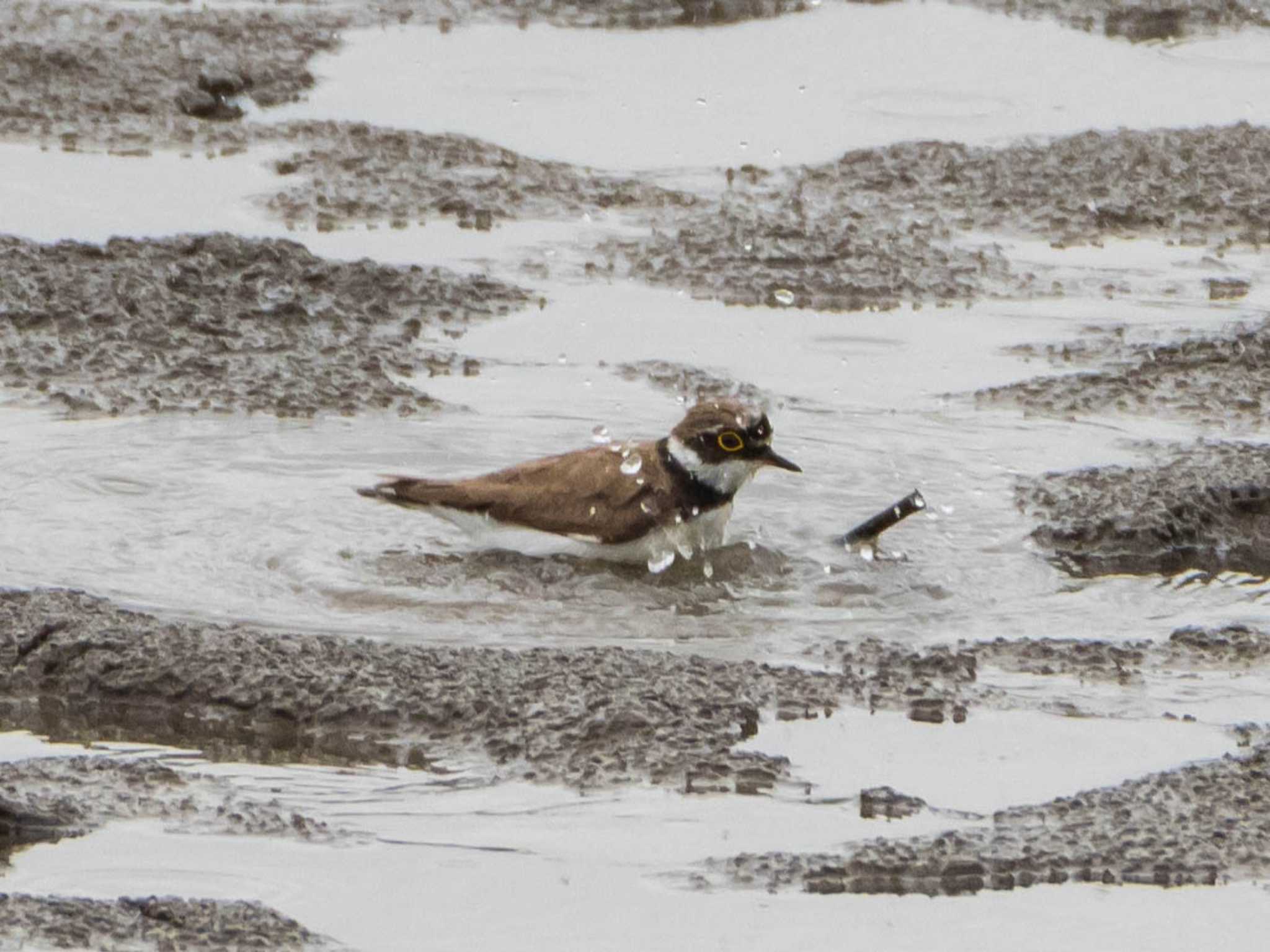 Little Ringed Plover