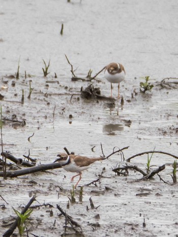 Little Ringed Plover 千住桜木自然地 (東京都足立区) Sun, 7/5/2020