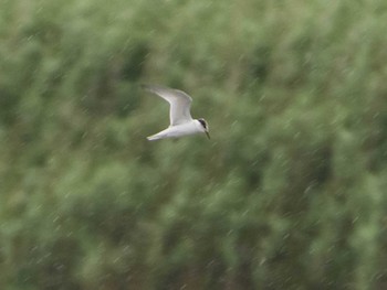 Little Tern 千住桜木自然地 (東京都足立区) Sun, 7/5/2020