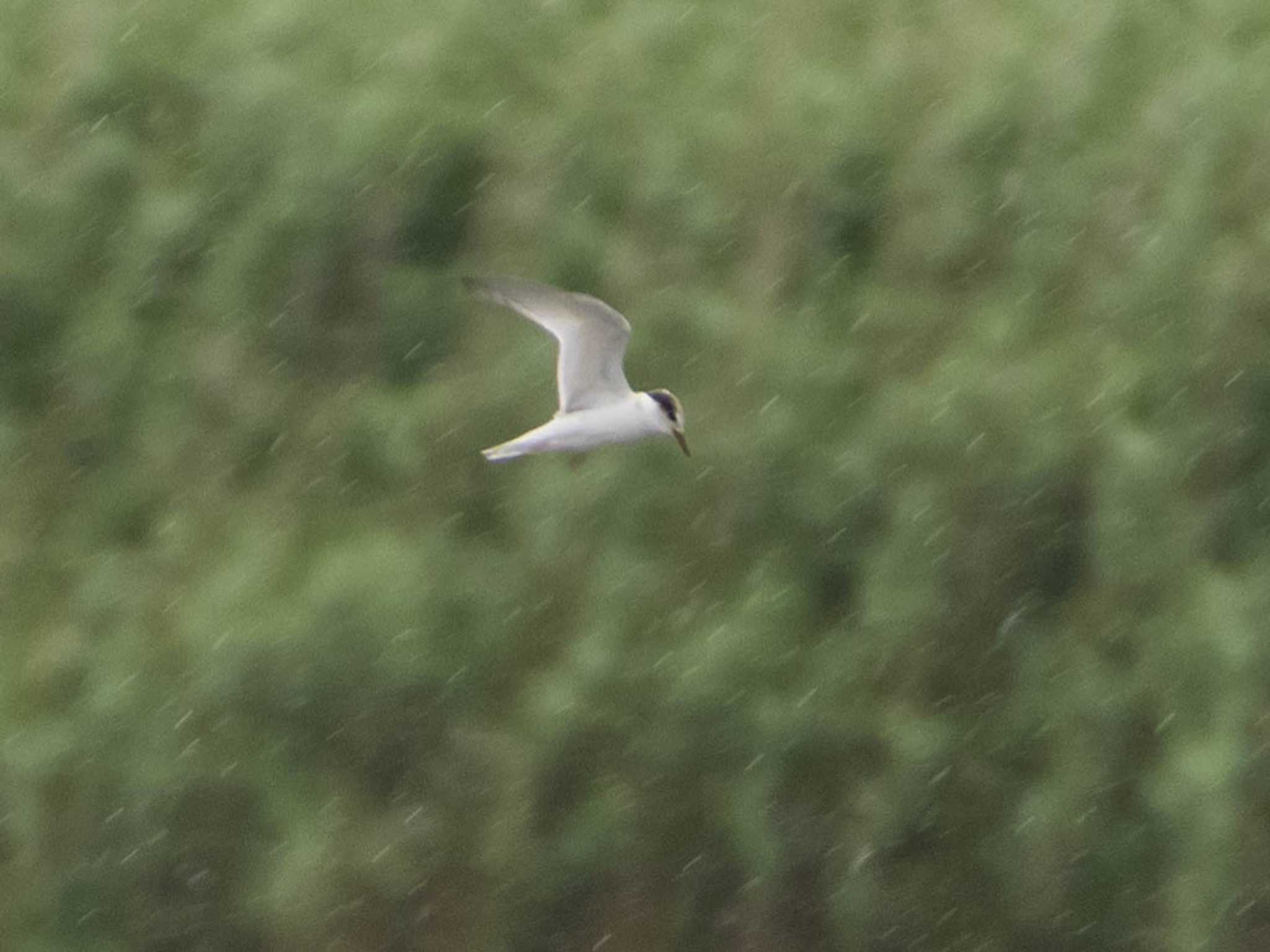 Little Tern