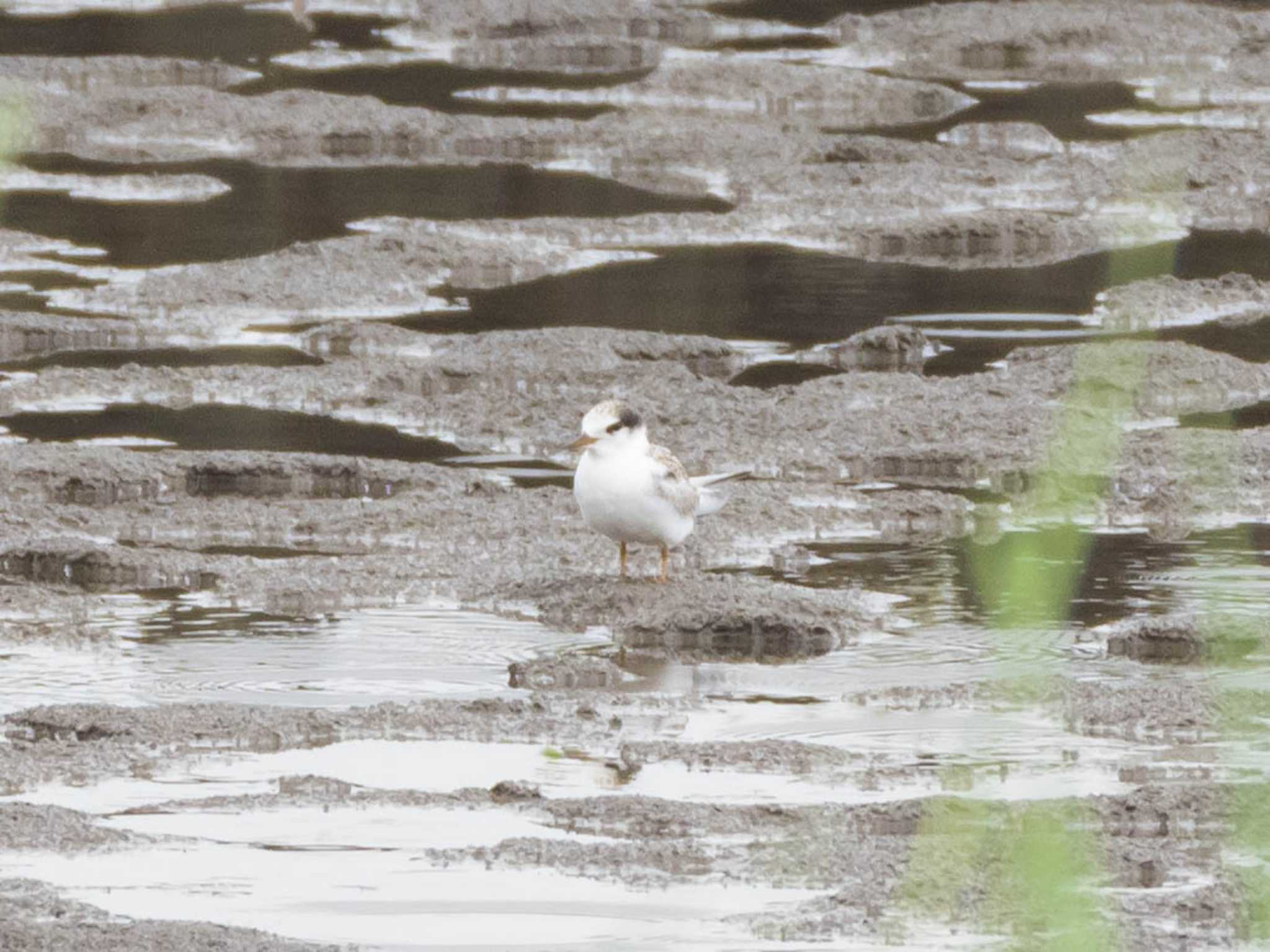 Little Tern