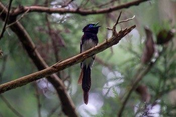 サンコウチョウ 神奈川 林道 2013年6月29日(土)