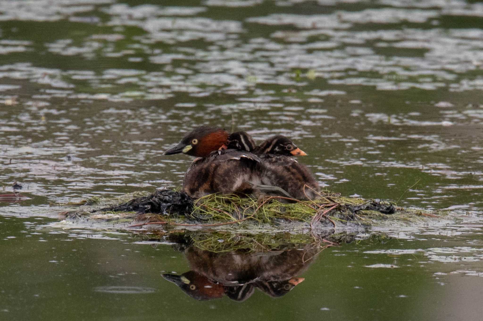 Photo of Little Grebe at 京都府木津川市 by veritas_vita