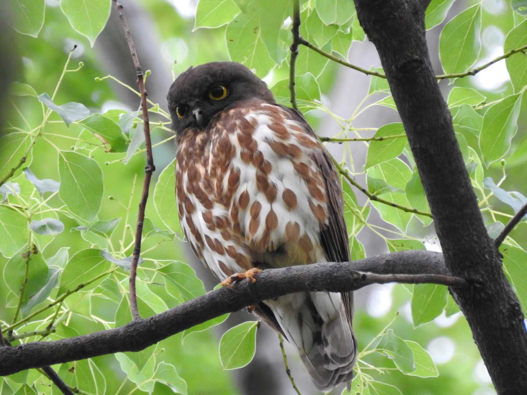 京都御所 アオバズクの写真 by のりふりかけ