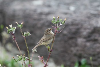 Sun, 5/1/2016 Birding report at Hegura Island