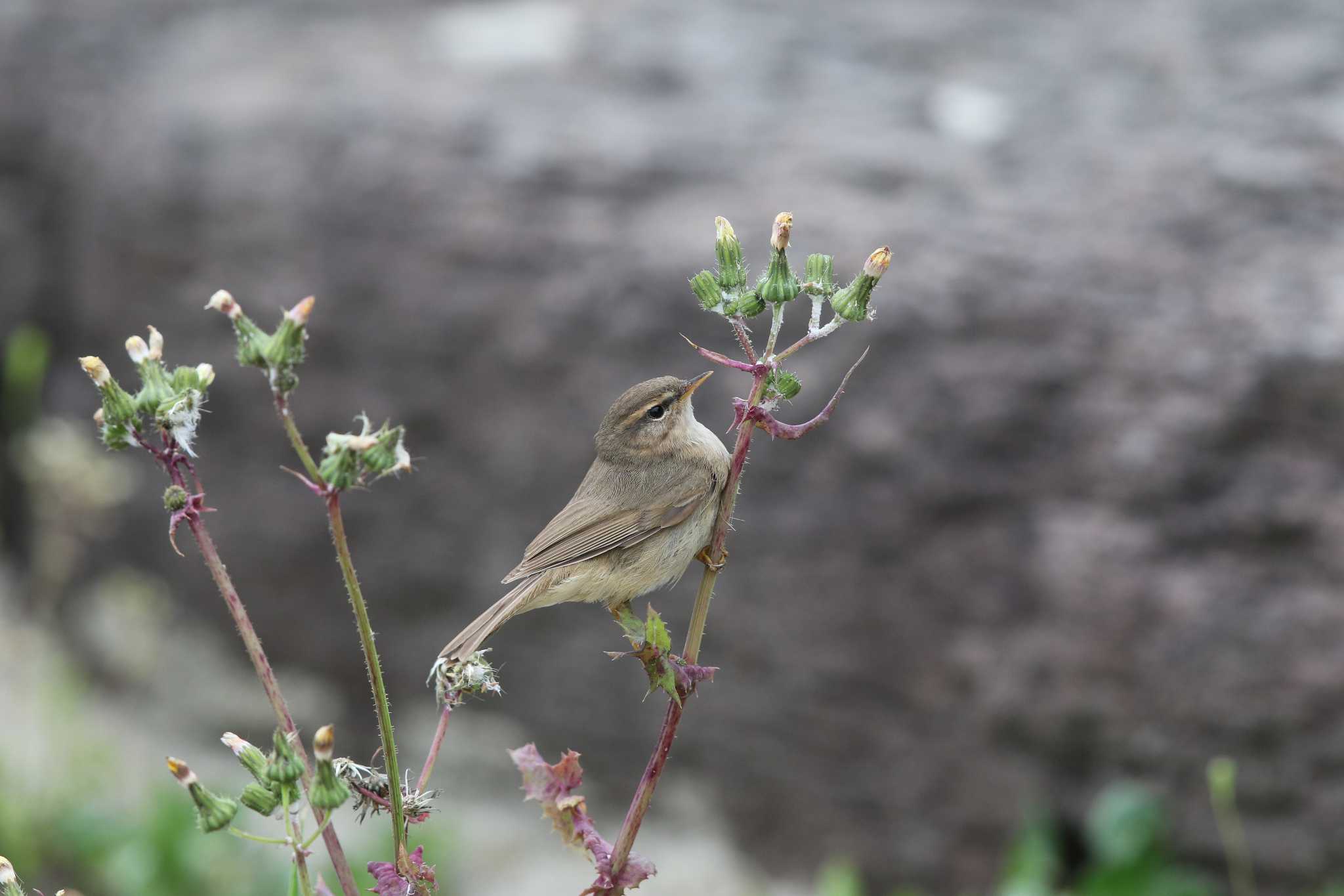 Dusky Warbler