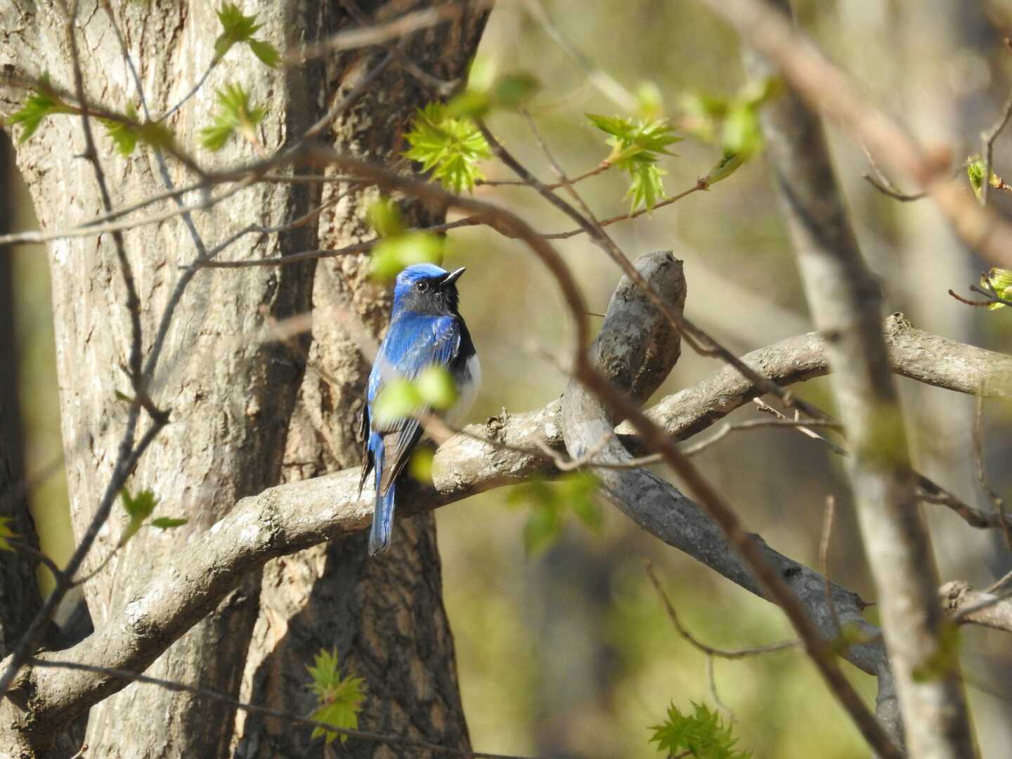Photo of Blue-and-white Flycatcher at 西岡水源地 by ノーザンスカイ
