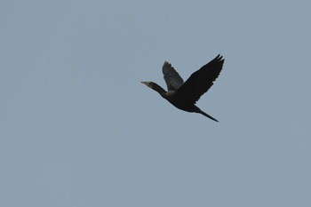 Little Cormorant タイ Sat, 2/8/2020