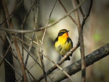 Narcissus Flycatcher 西岡水源地 Sun, 5/8/2016