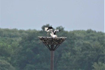 コウノトリ 渡良瀬遊水地 2020年7月7日(火)