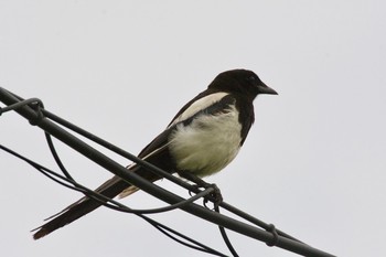 Eurasian Magpie 勇払原野 Sun, 7/5/2020