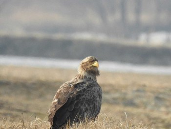 White-tailed Eagle 石狩川河川敷 Thu, 3/31/2016