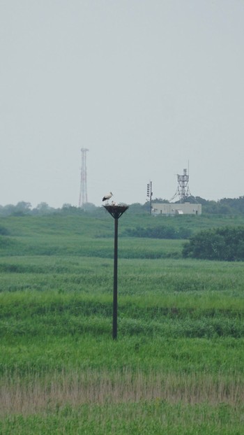 Oriental Stork 渡瀬遊水池 Sun, 7/5/2020