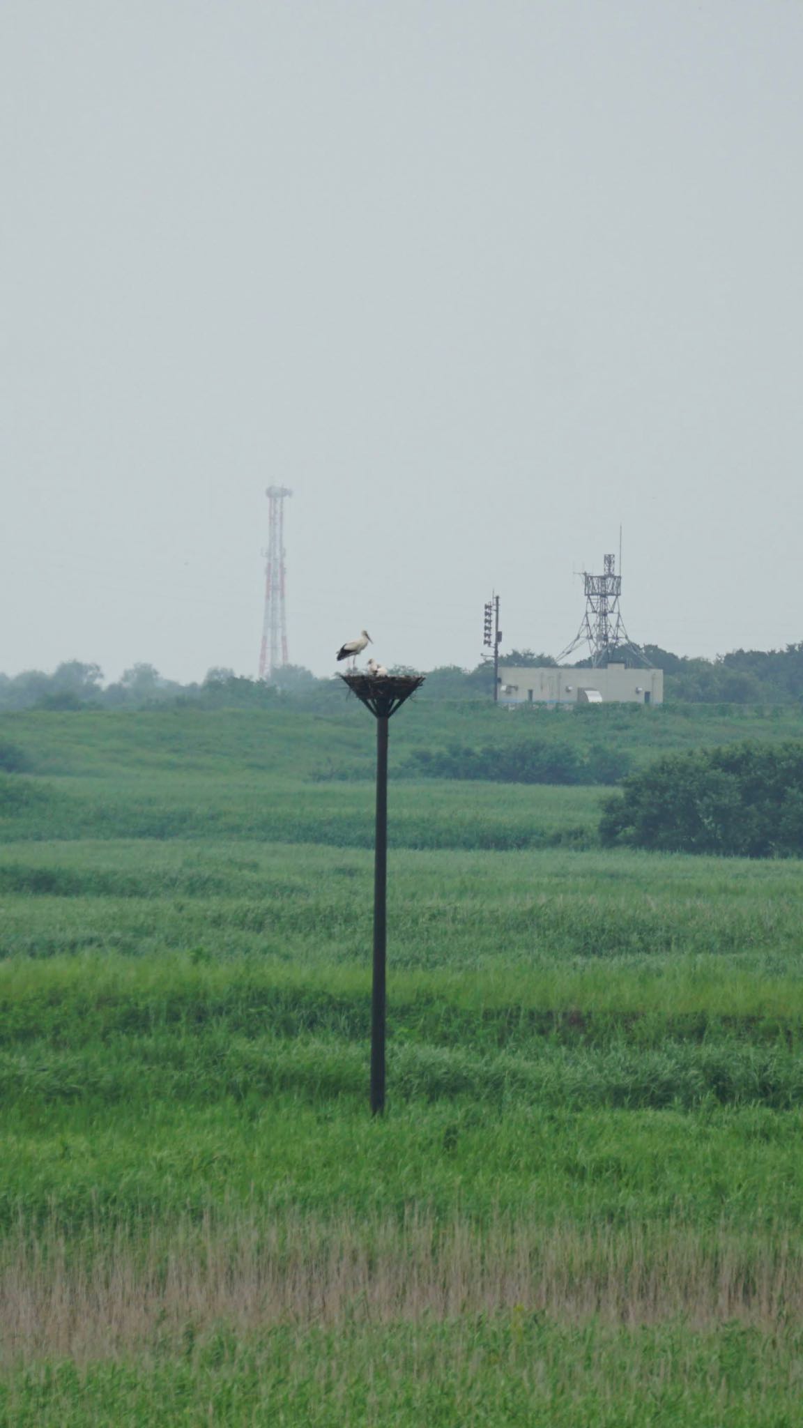 Photo of Oriental Stork at 渡瀬遊水池 by ツピ太郎