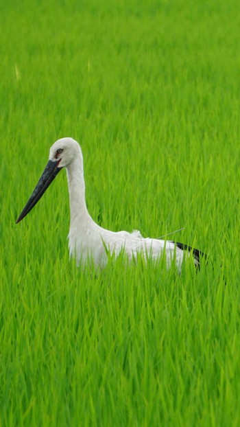 Oriental Stork 渡瀬遊水池 Sun, 7/5/2020