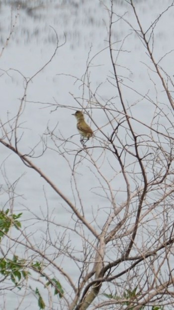 Oriental Reed Warbler 芝川第一調節池(芝川貯水池) Sat, 6/27/2020