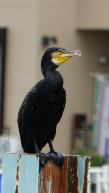 カワウ 芝川第一調節池(芝川貯水池) 2020年6月27日(土)