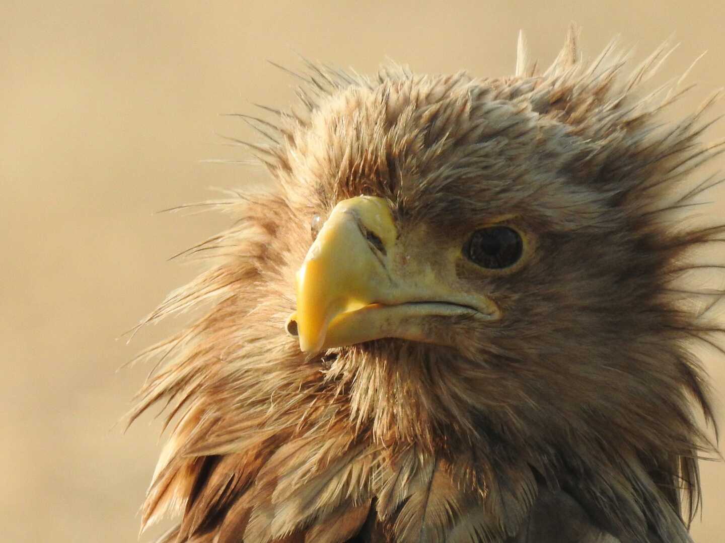 石狩川河川敷 オジロワシの写真 by ノーザンスカイ