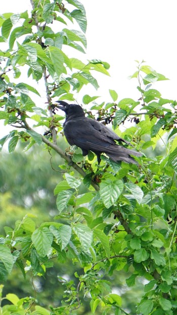 ハシブトガラス 芝川第一調節池(芝川貯水池) 2020年6月27日(土)