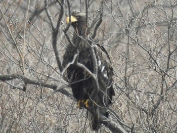 Steller's Sea Eagle 苫小牧  苫東の湿原 Mon, 3/28/2016