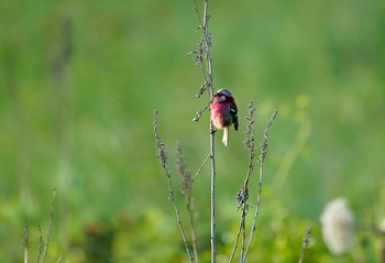 Siberian Long-tailed Rosefinch 北海道 Sat, 7/13/2019