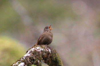 Eurasian Wren Yanagisawa Pass Sun, 5/19/2019