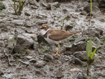 Little Ringed Plover 千住桜木自然地 (東京都足立区) Sun, 7/5/2020