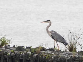 Grey Heron 千住桜木自然地 (東京都足立区) Sun, 7/5/2020