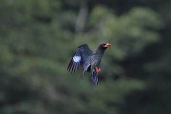 ブッポウソウ 天龍村 2020年7月5日(日)