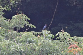 ブッポウソウ 天龍村 2020年7月5日(日)