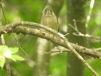 カワラヒワ 茨戸川緑地 2020年6月7日(日)