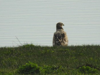 White-tailed Eagle 石狩川河川敷 Tue, 5/10/2016