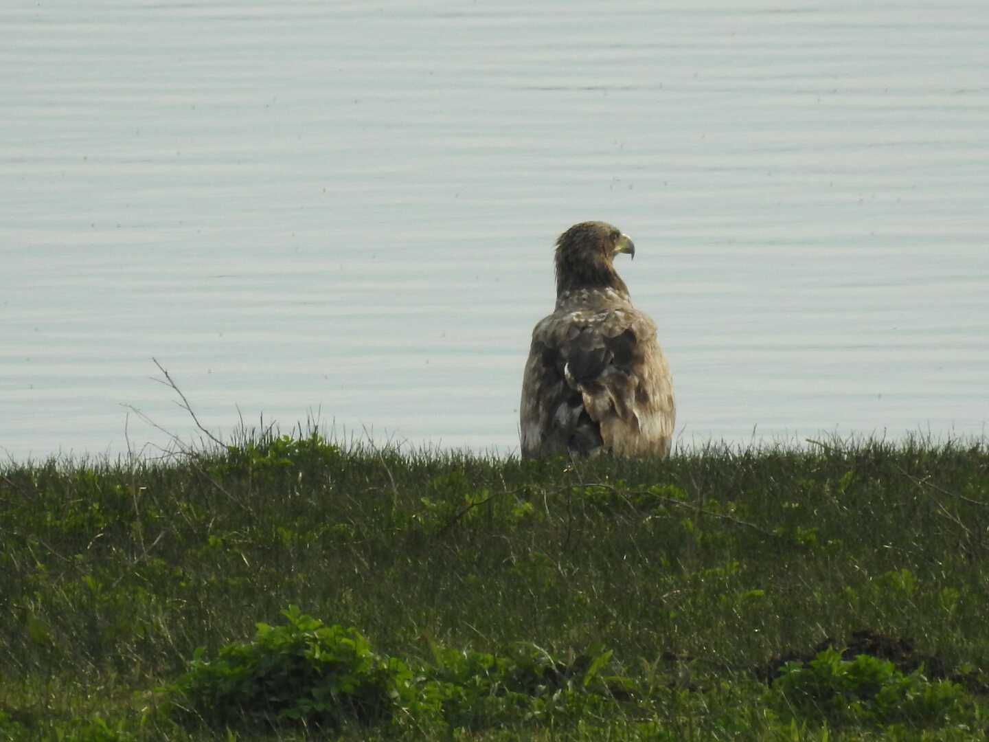 オジロワシ幼鳥