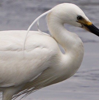 Little Egret 荒川河川敷 Sun, 5/24/2020