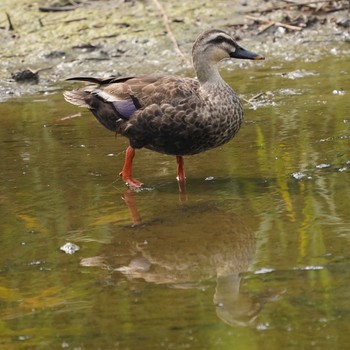 カルガモ 葛西臨海公園 2020年6月27日(土)