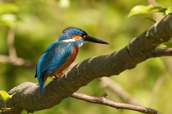 カワセミ 水元公園 2020年5月17日(日)