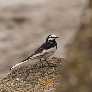 White Wagtail Kasai Rinkai Park Sat, 5/9/2020