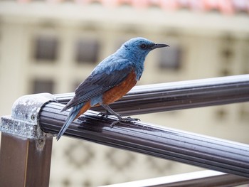 Blue Rock Thrush Kunigamison Sat, 5/11/2019