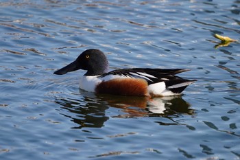 ハシビロガモ 不忍池(上野恩賜公園) 2020年4月19日(日)