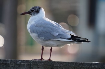 Black-headed Gull Shinobazunoike Sun, 4/19/2020