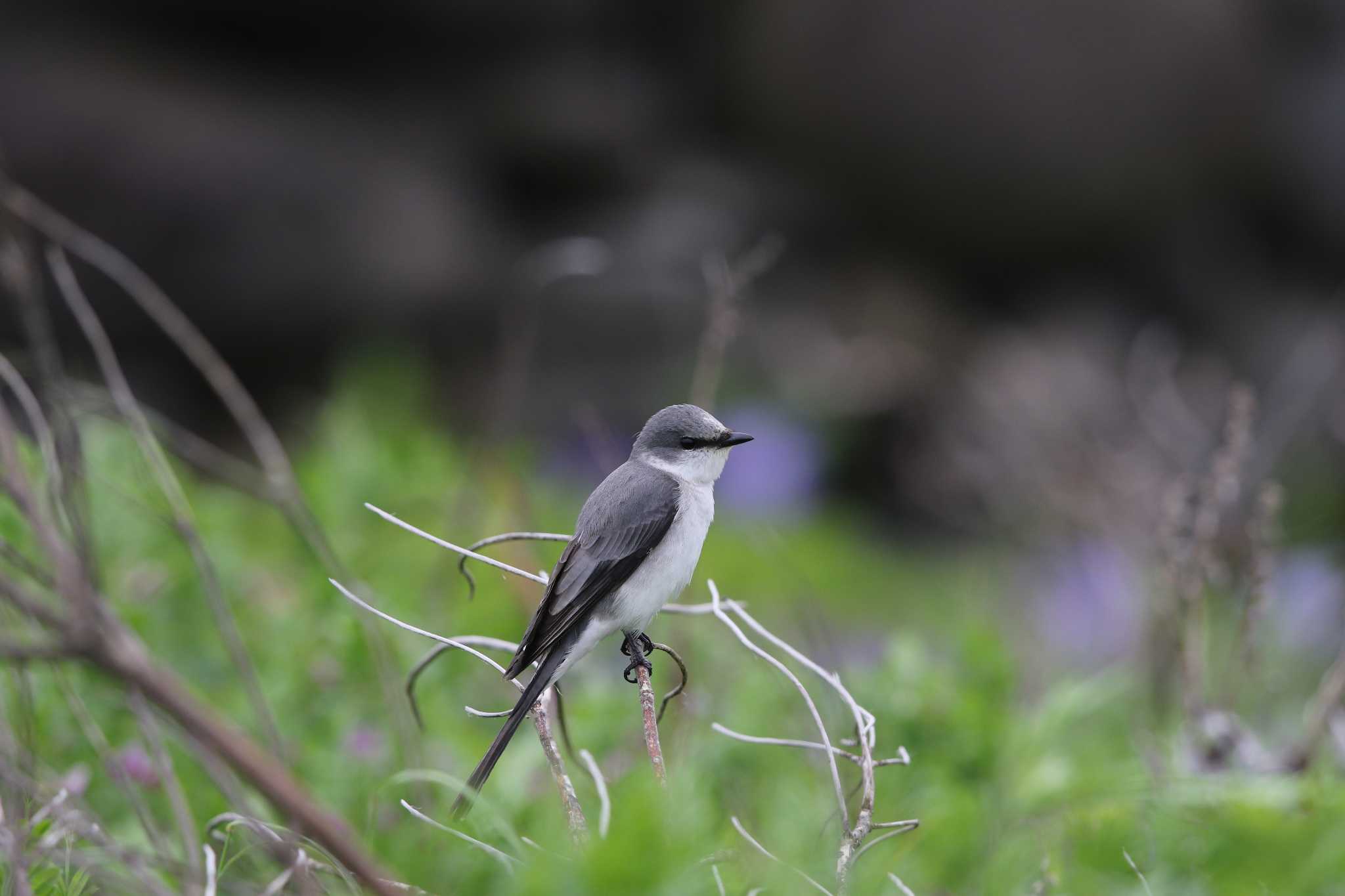 Ashy Minivet