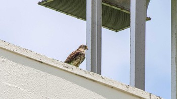 チョウゲンボウ 神奈川県横浜市 2020年6月2日(火)