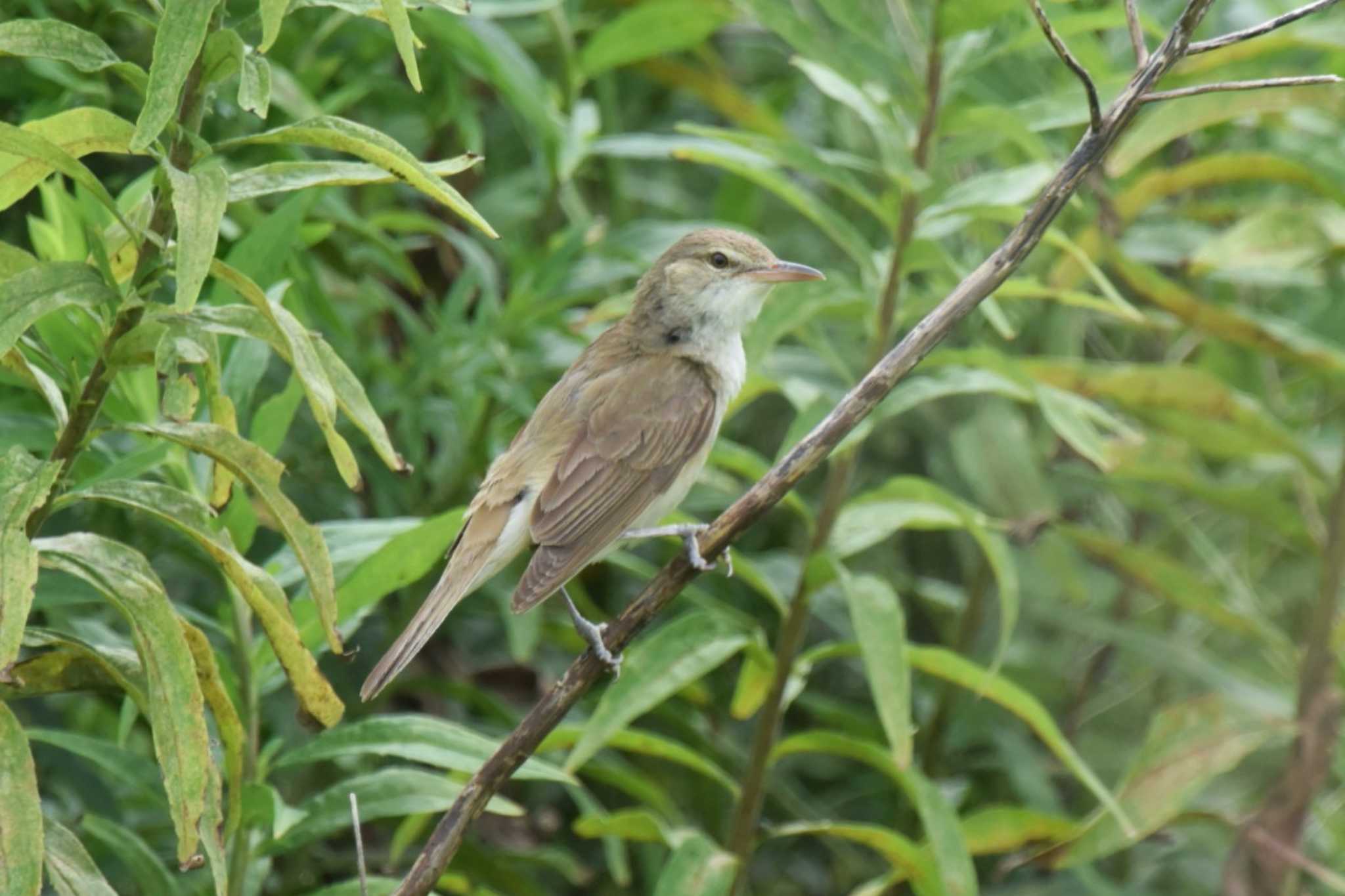 Photo of Oriental Reed Warbler at 堺浜 by Daguchan