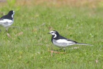 White Wagtail グランド Wed, 5/4/2016