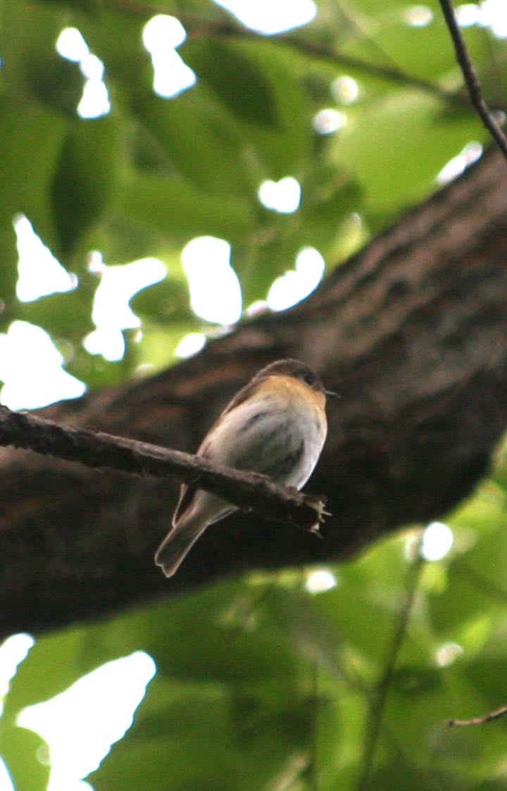 秋ヶ瀬公園 こどもの森 ムギマキの写真