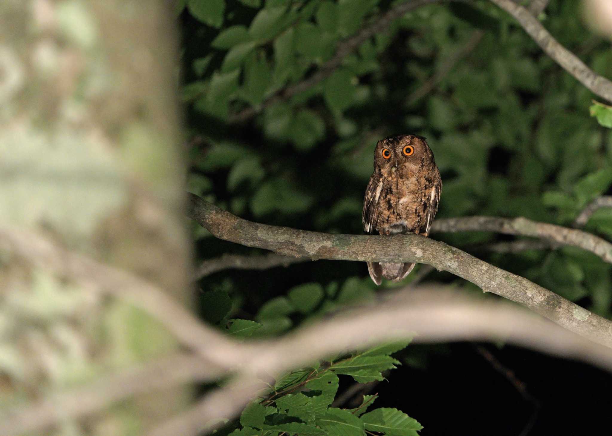  オオコノハズクの写真 by 倶利伽羅