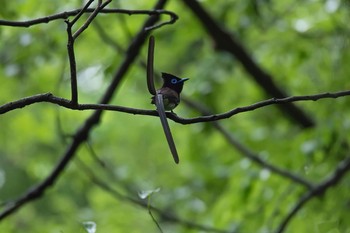 サンコウチョウ 神奈川 林道 2016年5月11日(水)