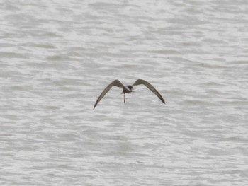 Whiskered Tern 千住桜木自然地 (東京都足立区) Sun, 7/5/2020